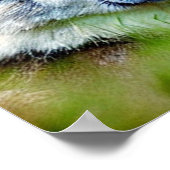 Schönes Wolfskopfbild Poster (Ecke)