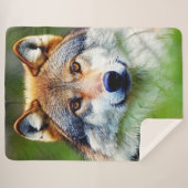 Schönes Wolfskopfbild Sherpadecke (Vorderseite (Horizontal))