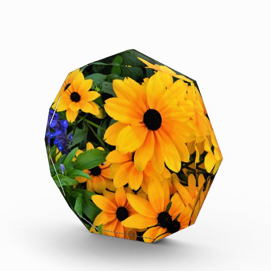 Schönes Yellow Daisy Foto (Rechts)