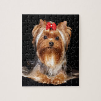 Schönes Yorkshire Terrier Puzzle
