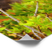 Schönes Young Fox Kit Poster (Ecke)