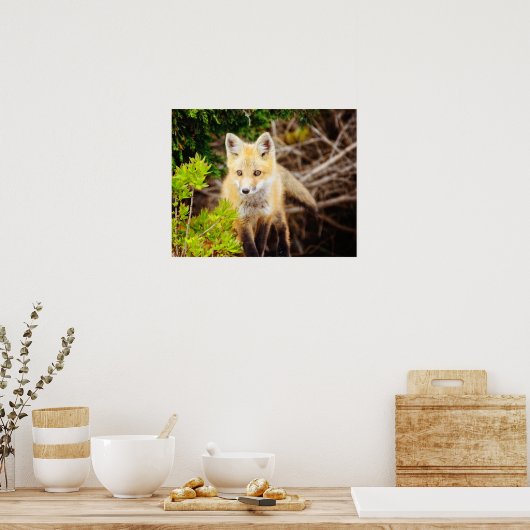 Schönes Young Fox Kit Poster (Küche)