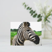Schönes Zebra-Foto Postkarte (Stehend Vorderseite)