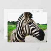 Schönes Zebra-Foto Postkarte (Vorne/Hinten)