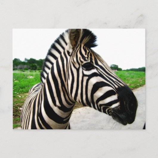 Schönes Zebra-Foto Postkarte (Vorderseite)