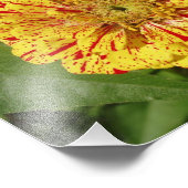 Schönes Zinnia Fotodruck (Ecke)