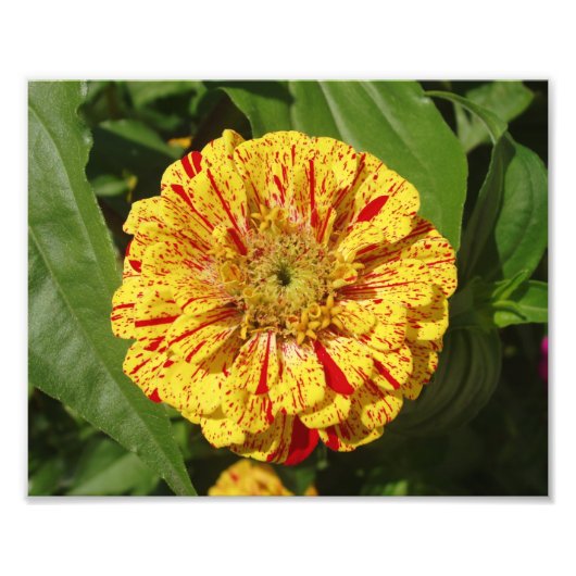 Schönes Zinnia Fotodruck (Vorne)