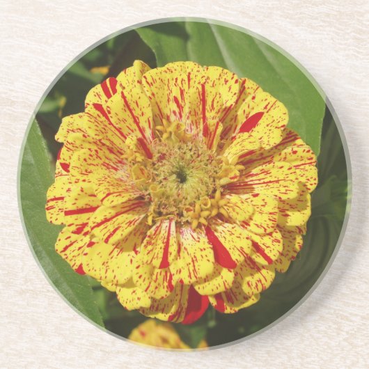 Schönes Zinnia Getränkeuntersetzer (Vorne)