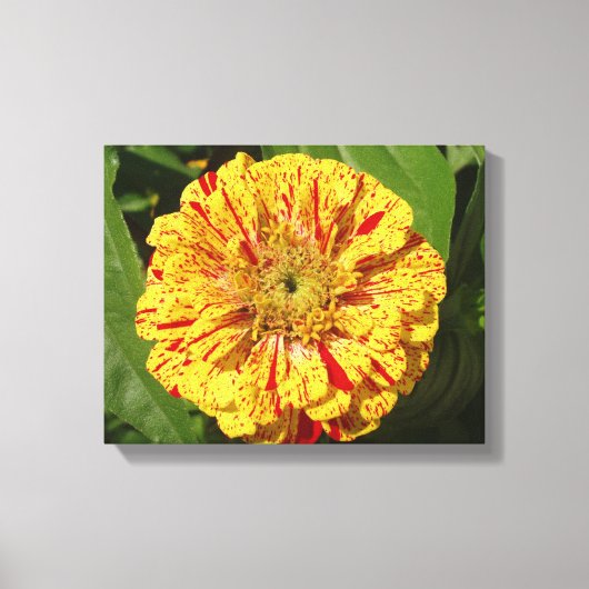 Schönes Zinnia Leinwanddruck (Vorderseite)