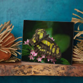 Schönheit auf der Stars Plaque Fotoplatte (Seite)