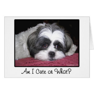 Schönheit der Hund Shih Tzu