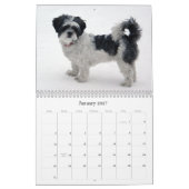 Schönheit der Kalender Shih Tzu (Jan 2027)