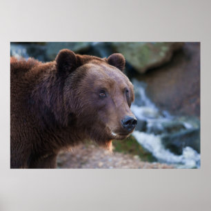 Schönheit der Natur: Brauner Bär Poster