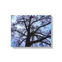 Schönheit der Natur