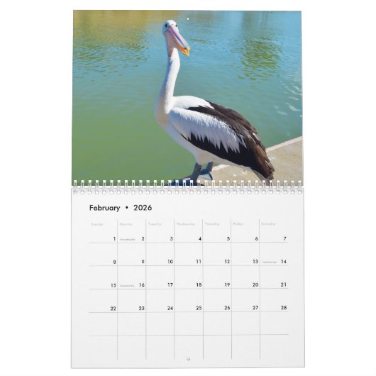 Schönheit der Pelikane 2021, Kalender (Feb 2026)