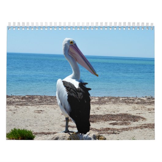 Schönheit der Pelikane Australien 2019, Kalender (Titelbild)