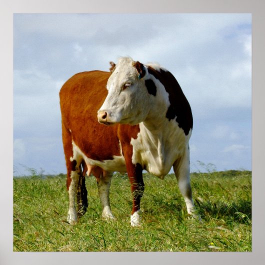 Schönheit der Rinder. Poster (Vorne)