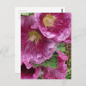 Schönheit der rosa Hollyhock Postkarte (Vorne/Hinten)