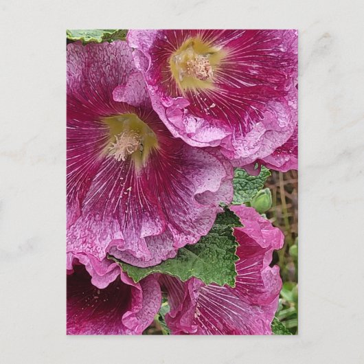 Schönheit der rosa Hollyhock Postkarte (Vorderseite)