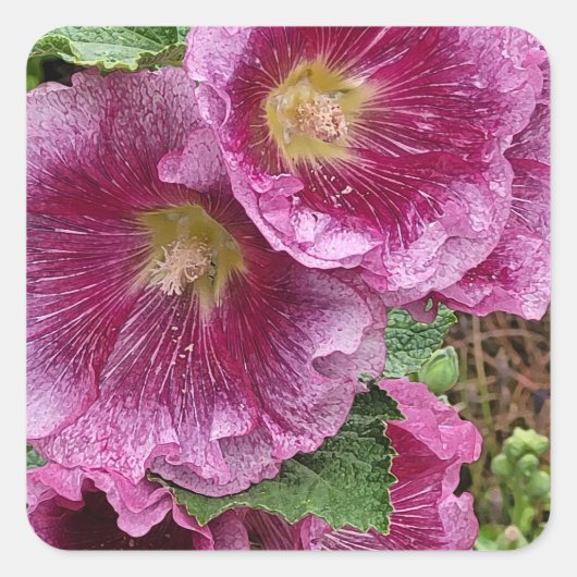 Schönheit der rosa Hollyhock Quadratischer Aufkleber (Vorderseite)