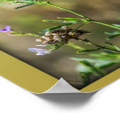 Schönheit der Schmetterlinge Poster (Ecke)