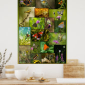 Schönheit der Schmetterlinge Poster (Küche)