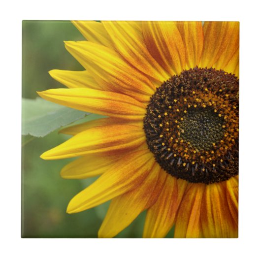 Schönheit der Sonnenblumen Fliese (Vorderseite)
