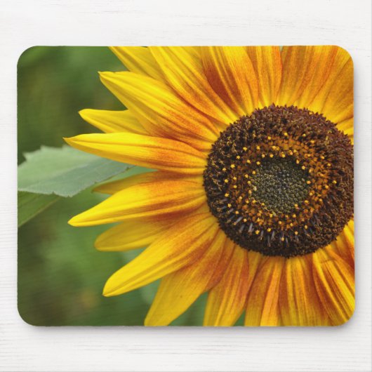 Schönheit der Sonnenblumen Mousepad (Vorne)