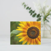 Schönheit der Sonnenblumen Postkarte (Stehend Vorderseite)