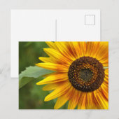 Schönheit der Sonnenblumen Postkarte (Vorne/Hinten)