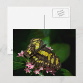 Schönheit der Sterne Postkarte (Vorne/Hinten)