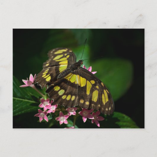 Schönheit der Sterne Postkarte (Vorderseite)