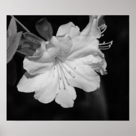 Schönheit des Frühjahrs II Poster