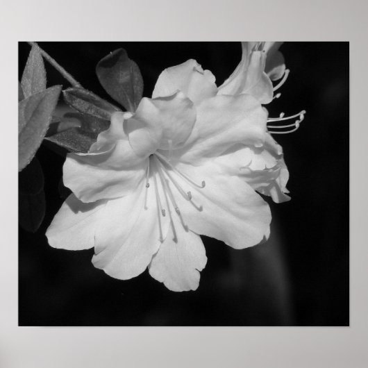 Schönheit des Frühjahrs II Poster (Vorne)