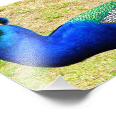 Schönheit des Pfaues Fotodruck (Ecke)