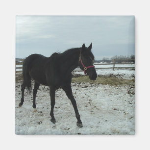 Schönheit des Schwarzen Stallis Magnet