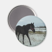 Schönheit des Schwarzen Stallis Magnet (Vorderseite/Rückseite)