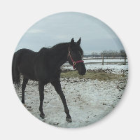 Schönheit des Schwarzen Stallis