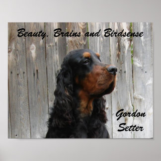 Schönheit, Gehirn und Birdsense, Gordon Setter Pos Poster