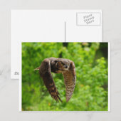 Schönheit im Flug Postkarte (Vorne/Hinten)