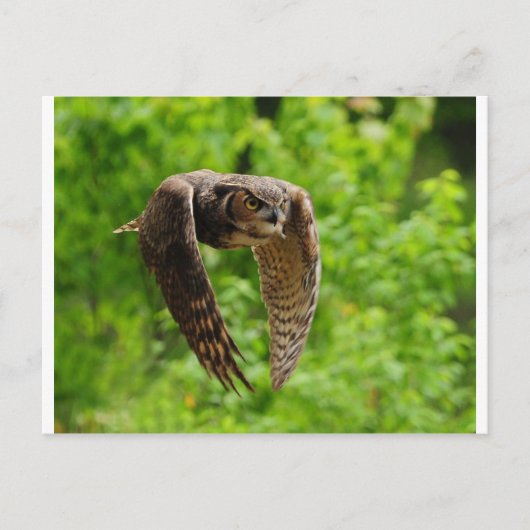 Schönheit im Flug Postkarte (Vorderseite)