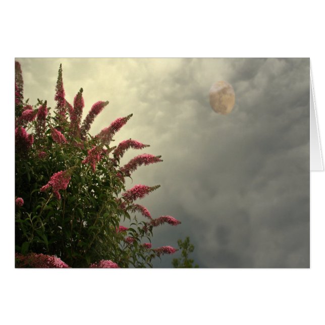 Schönheit im Sturm (Vorderseite (Horizontal))