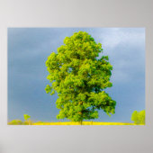 Schönheit im Sturm Poster (Vorne)