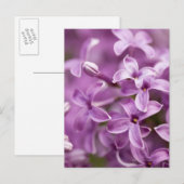 Schönheit in der Natur - Lila Lilac Postkarte (Vorne/Hinten)
