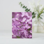 Schönheit in der Natur - Lila Lilac Postkarte (Stehend Vorderseite)