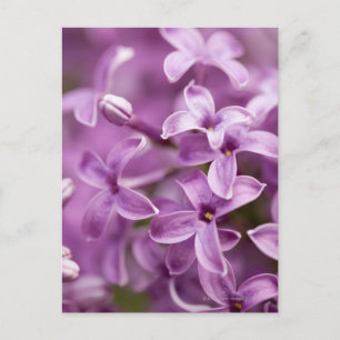 Schönheit in der Natur - Lila Lilac Postkarte