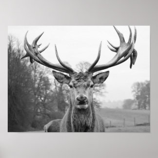 Schönheit in der Natur Poster