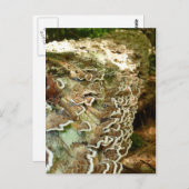 Schönheit in kleinen Dingen Postkarte (Vorne/Hinten)