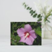 Schönheit in Rosa Postkarte (Stehend Vorderseite)