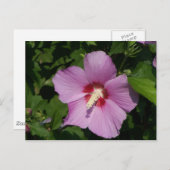 Schönheit in Rosa Postkarte (Vorne/Hinten)